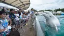 Ekspresi seorang anak saat disemprotkan air oleh beluga dalam atraksi musim panas di akuarium Laut Paradise Hakkeijima di Yokohama, Tokyo (16/7). Hewan ini memiliki warna yang khas dan dahi menonjol. (AFP Photo/Kazuhironogi)