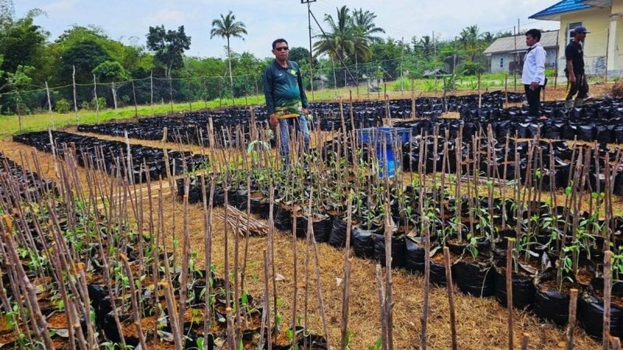 Trivia: Natuna di Ujung Utara Indonesia, Petani Lokal Kini Berdaya Berkat Program Makan Bergizi Gratis