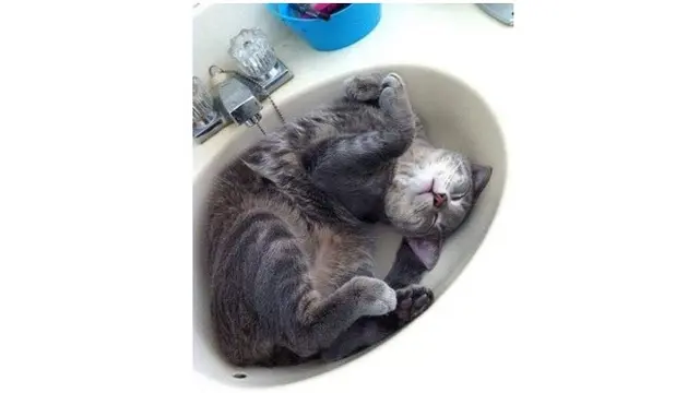 Pose Menggemaskan Kucing Saat Tidur Nyenyak Ini Kocak Banget