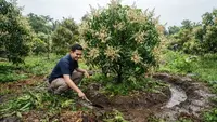 8 Cara Membuat Tanaman Buah Tetap Berbunga saat Musim Hujan, Rahasianya di Umur Ranting
