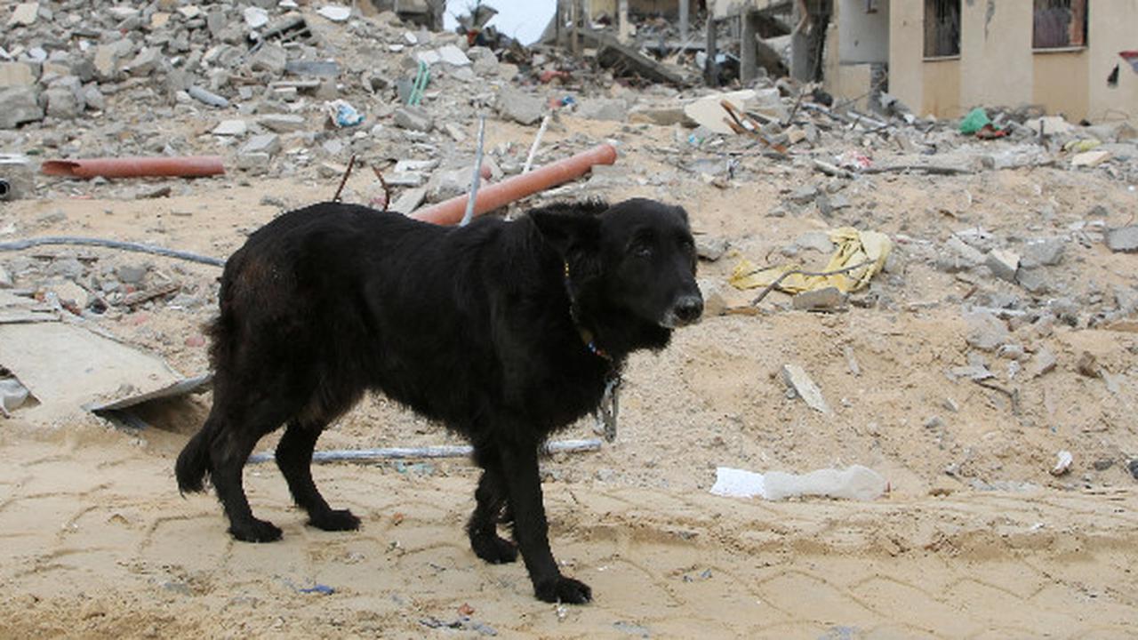 Kesaksian Pejabat PBB Anjing di Gaza Gemuk karena Makan Mayat Warga Palestina yang Dibunuh Israel, Sungguh Mengenaskan
