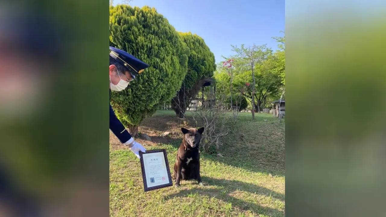 Anjing asal Jepang yang menyelamatkan siswa yang kena serangan jantung (Tangkapan layar dari website cnn.com)