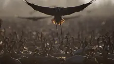 Kawanan burung bangau yang melakukan migrasi berkumpul di kawasan konservasi Danau Hula, utara Laut Galilea, Israel, Rabu (24/2/2021). Lebih dari setengah miliar burung dari sekitar 400 spesies berbeda melewati Lembah Jordan ke Afrika dan kembali ke Eropa sepanjang tahun ini. (AP Photo/Oded Balilty)