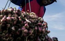 FOTO: Jerit Petani Bawang Merah di Brebes Merugi Akibat Cuaca Tak Tentu