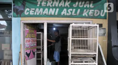 Safak (46) saat memberi pakan ayam Cemani di peternakan rumahan kawasan Kedu, Kabupaten Temanggung, Jawa Tengah (27/2/2023). Kecamatan Kedu yang berada di Kabupaten Temanggung terkenal sebagai pusat ternak sekaligus daerah asal ayam Cemani. (merdeka.com/Iqbal S Nugroho)