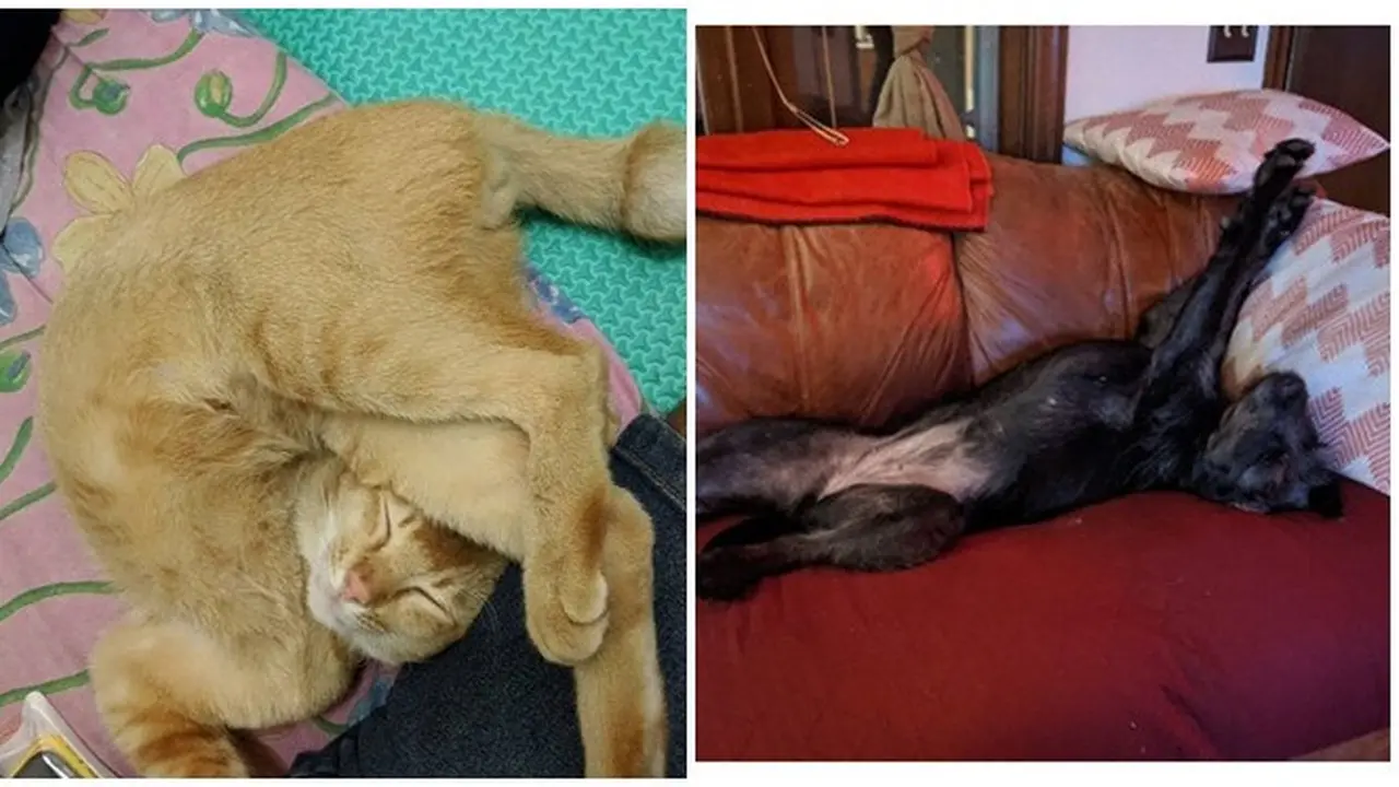 8 Pose Nyeleneh Hewan Peliharaan saat Tidur Ini Bikin Geleng kepala