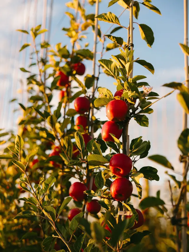 Manfaat Apel. Dok. Rockit