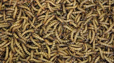 7 Arti Mimpi Cacing Yang Menggelikan Tapi Bikin Penasaran - Lifestyle  Fimela.com