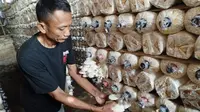 9 Cara Budidaya Jamur Tiram Agar Panen Harian Melimpah ala Petani Senior Klaten