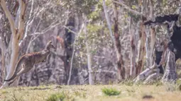Foto 16 September 2020 ini menunjukkan seekor kanguru melompat di Taman Nasional Namadgi di Canberra, Australia. Pohon-pohon yang hangus terbakar masih terlihat jelas di tempat tersebut. (Xinhua/Liu Changchang)