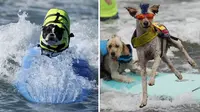 puluhan anjing unjuk gigi dalam sebuah kompetisi tahunan 'Surf City Surf Dog' di California, Amerika Serikat (Today)