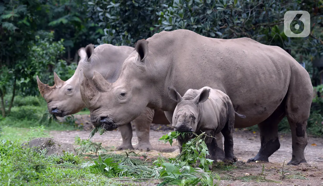 Tiga ekor Badak Putih (Ceratotherium Simum) beraktivitas di Taman Safari Indonesia, Bogor, Jawa Barat, Jumat (22/1/2021). Seekor bayi Badak Putih lahir di Taman Safari Indonesia pada 26 Oktober 2020 lalu. (merdeka.com/Imam Buhori)