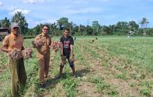 Panen Bawang Merah Capai Rp700 Juta, Ini Dampak Program TJSL PLN bagi Petani Lampoko