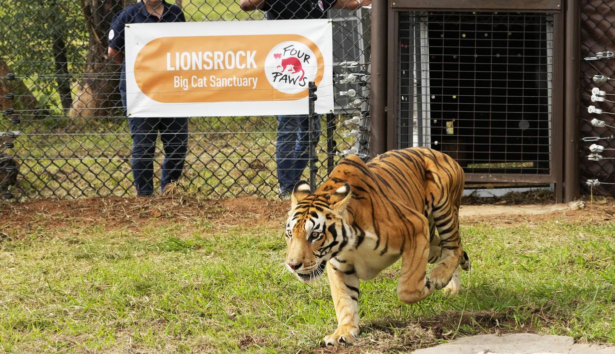 Petugas melihat seekor harimau dilepaskan dari peti ke dalam kandang di Lionsrock Big Cat Sanctuary, Afrika Selatan, Sabtu (12/3/2022).  Kelompok Four Paws di Argentina menyelamatkan empat harimau yang selama 15 tahun telah dikurung di gerbong kereta yang ditinggalkan. (AP Photo/Themba Hadebe)
