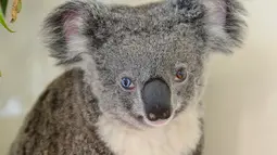 Koala yang memiliki dua warna berbeda pada bola matanya di Kebun Binatang Australia di Brisbane Utara, Selasa (12/7). Koala dengan kondisi genetik yang sangat langka ini ditemukan di Queensland setelah sempat tertabrak mobil. (STR/AUSTRALIA ZOO/AFP)