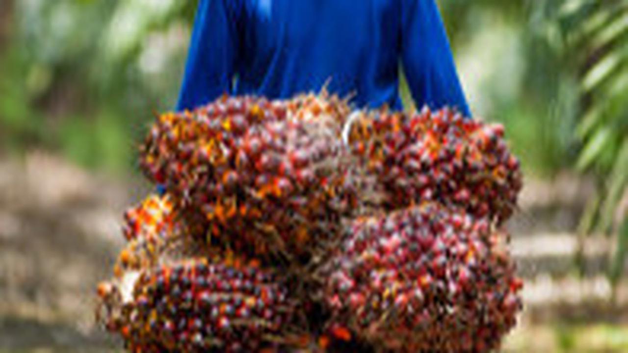 PTPN IV PalmCo Target Peremajaan Kelapa Sawit 60.000 Hektare Hingga 2026