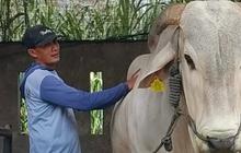 Kurban Iduladha,Presiden Prabowo Beli Sapi 893 Kg dari Kediri