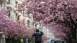 Seorang pria mengambil foto sebuah jalan yang dipenuhi dengan bunga sakura yang mekar di kota Berlin, Jerman pada 23 April 2019. Pohon sakura di Jerman memang lazim ditanam di ruang-ruang terbuka hijau, selain sebagai peneduh juga untuk mempercantik kota. (John MACDOUGALL / AFP)