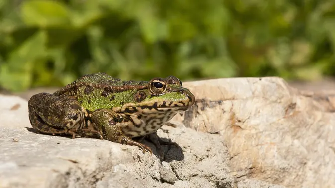 Ilustrasi kodok, katak. (Image by wirestock on Freepik)