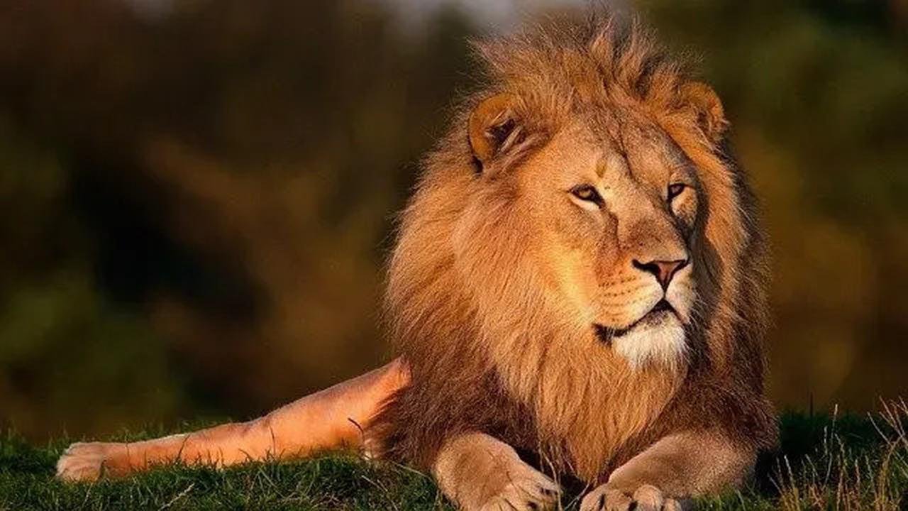 Ngeri! Singa Kabur Masuk Permukiman Warga di Pakistan
