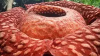 Gambar yang dirilis 3 Januari 2020, bunga Rafflesia Tuan Mudae yang mekar di Cagar Alam Maninjau, Kab. Agam, Sumatera Barat. Bunga mekar sempurna pada Rabu (1/1) diameter bunga Rafflesia itu memecahkan rekor bunga terbesar di lokasi itu pada 2017 yang diameternya 107 cm. (HO/West Sumatra BKSDA/AFP)