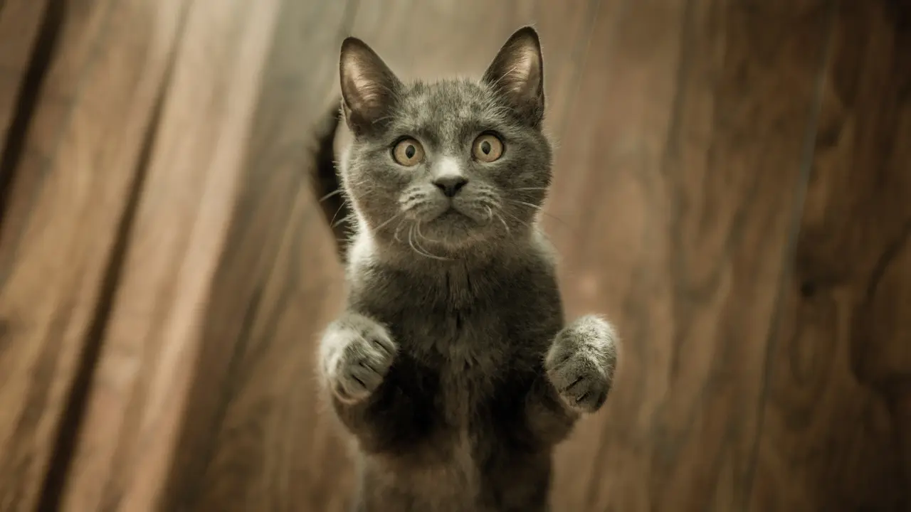 Kucing Flu