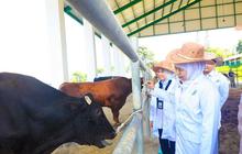 Khofifah Harap Semen Beku Belgian Blue BBIB Singosari Percepat Swasembada Daging
