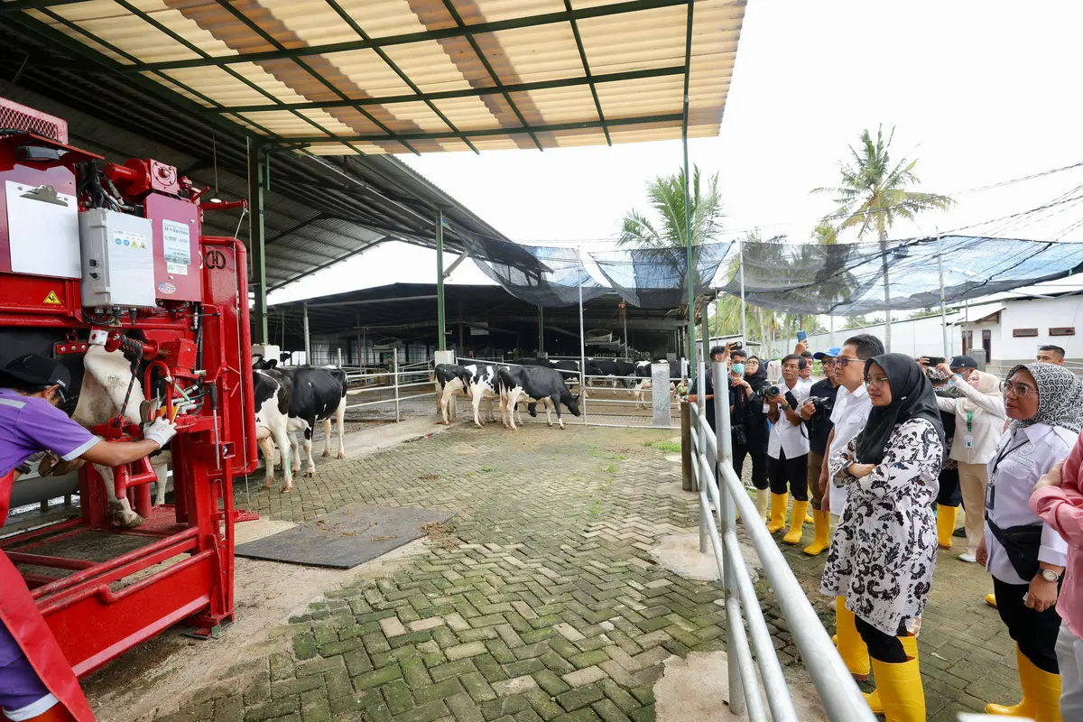 Peternakan Sapi di Banyuwangi Mampu Produksi Susu Segar 32 Ton per Hari
