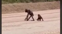 Beredar Video Orangutan Badannya Kurus Kering Diduga Berjalan di Kawasan Kutai Timur.&nbsp; foto: TikTok @maulidiyayuli