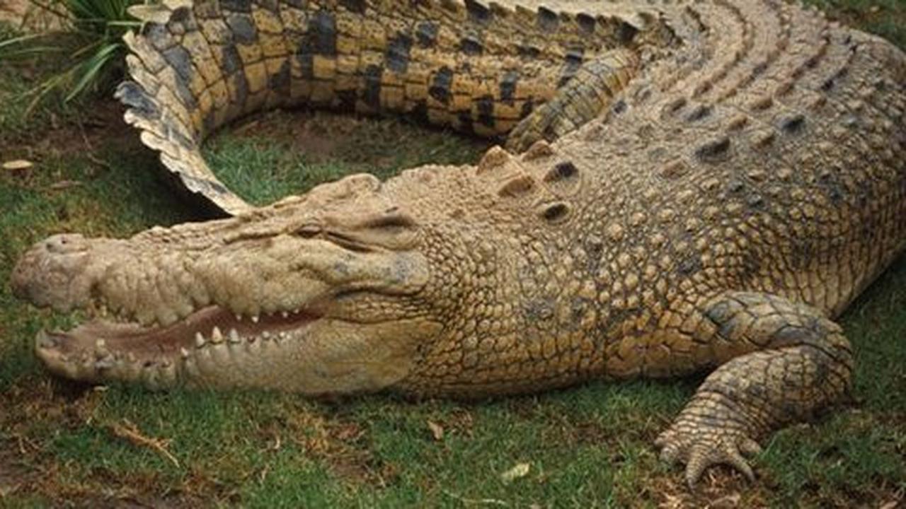 Buaya dan ayam di Pulau Buru mati mendadak, siput hilang misterius