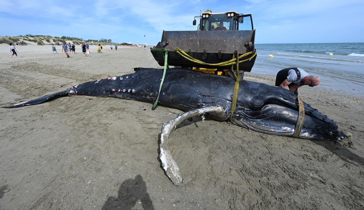 Seekor paus bungkuk dievakuasi dengan alat berat setelah terdampar di pantai Carnon dekat La Grande-Motte, Prancis , Rabu (27/5/2021). Paus sepanjang tujuh meter itu ditemukan mati di pantai sepanjang Mediterania di Prancis selatan, yang menurut para ahli merupakan insiden langka. (Pascal GUYOT/AFP)