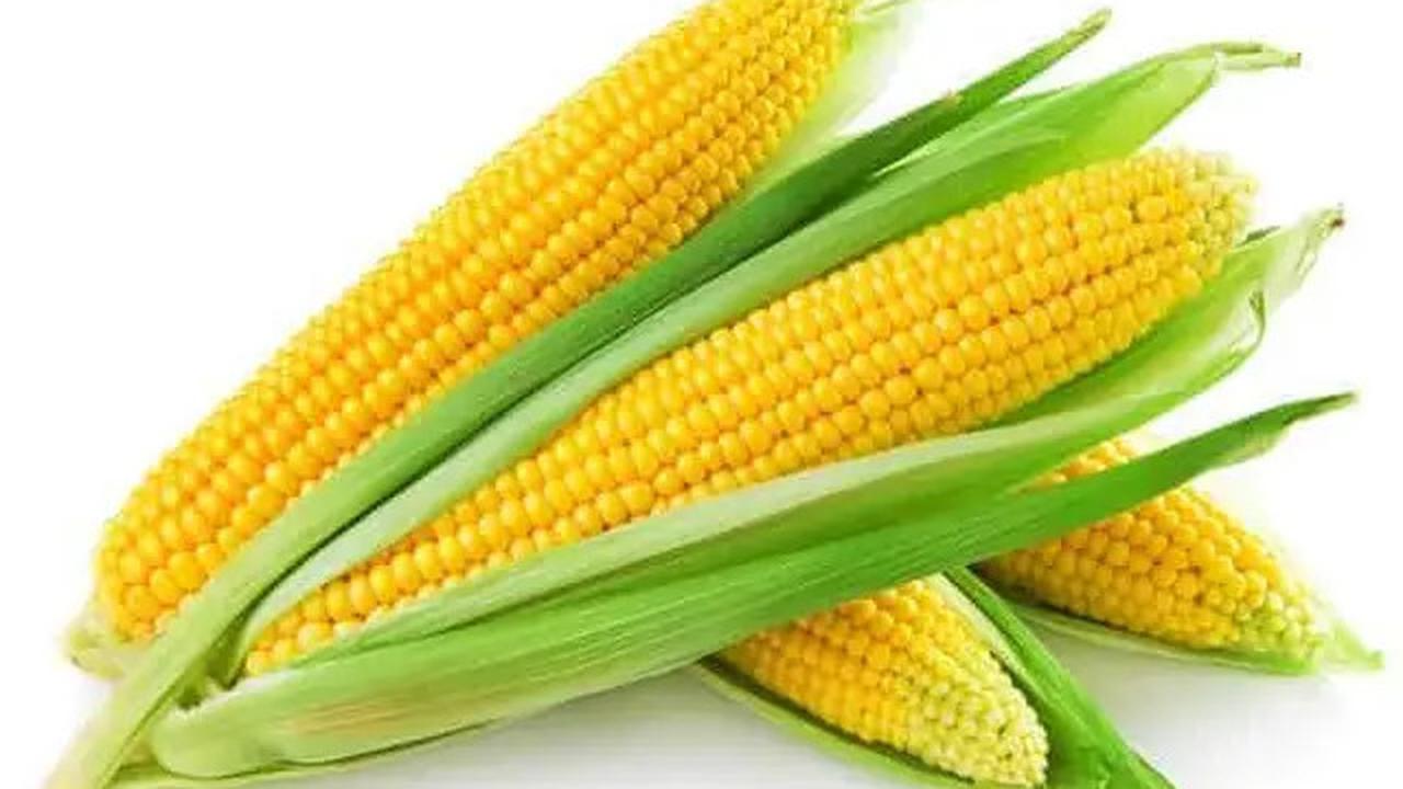 Sayuran Tinggi Protein yang Mudah Ditanam Sendiri, Cocok untuk Pola Makan Sehat