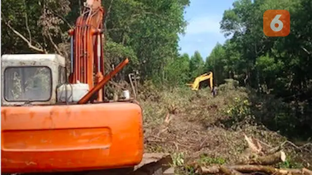 Pembalakan liar hutan mangrove Lantebung (Istimewa)
