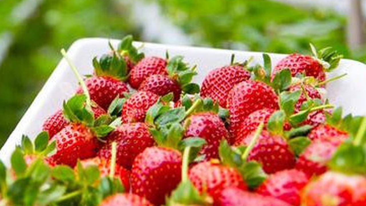 Cara Mudah Menanam Stroberi di Pot, Hasil Manis dan Cantik untuk Dekorasi Rumah