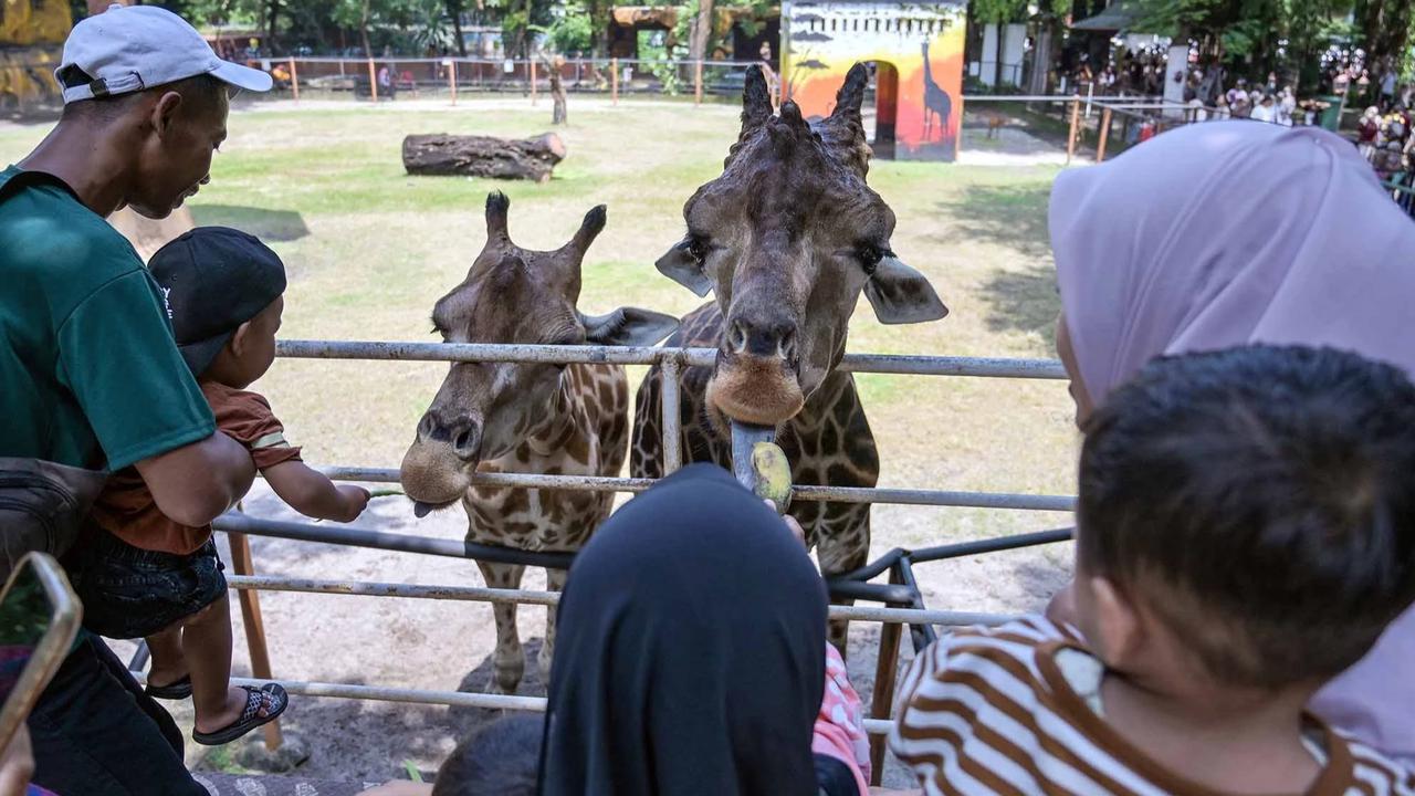 FOTO: Kebun Binatang Surabaya Jadi Pilihan Wisata Edukatif Selama Libur Akhir Tahun