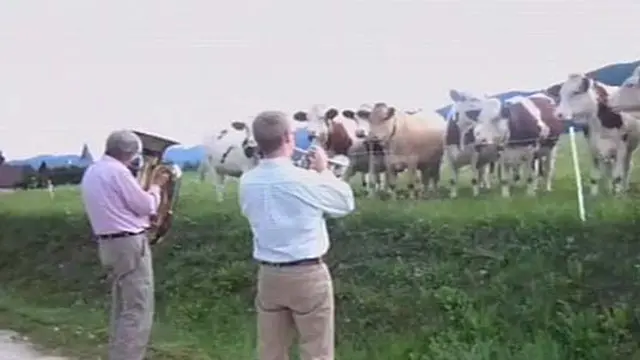 Sapi-sapi Ini Hobi Dengarkan Musik Klasik