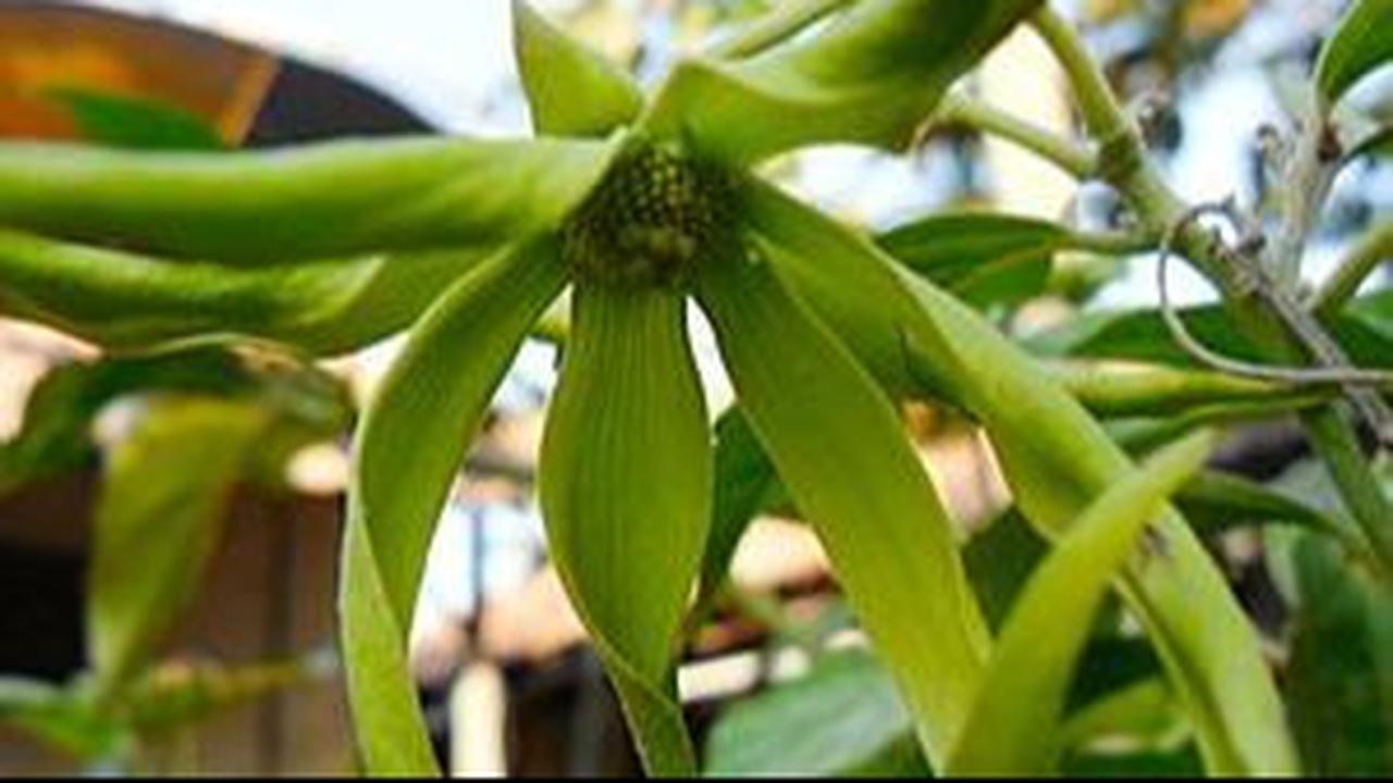 Mitos Bunga Kenanga dan Simbolismenya