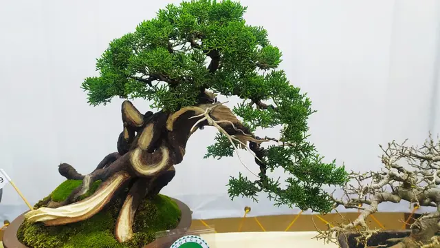 Beberapa jenis bonsai dengan bentuk yang unik dan harga yang selangit ikut memeriahkan kontes Bonsai Garut 2021.