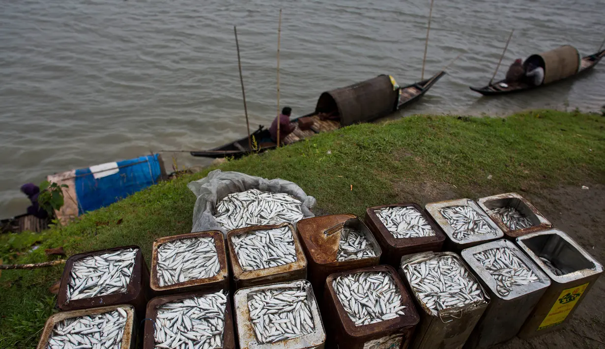 Nelayan  menunggu di kapal mereka untuk menjual hasil tangkapan mereka di tepi sungai Brahmaputra di Jorhat, Assam, India, (3/4). Brahmaputra adalah salah satu sungai terbesar di Asia, yang melewati wilayah China Tibet, India dan Bangladesh sebelum konvergen ke Teluk Benggala. (AP Photo/Anupam Nath)