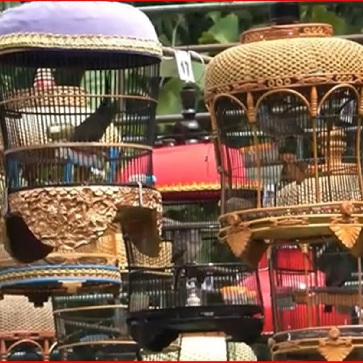 Pecinta burung perkutut di Boyolali