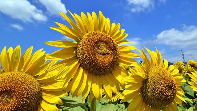Ajaib! Bunga Matahari di Tokyo Dapat Tersenyum