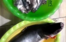 Hanya dengan Satu Bahan, Ini Tips Netralkan Formalin pada Ikan Segar