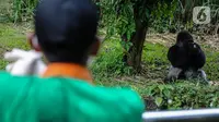 Gorila memakan makanan dari petugas di Taman Margasatwa Ragunan, Jakarta Selatan, Senin (20/4/2020). Pihak pengelola Taman Margasatwa Ragunan tetap melakukan perawatan terhadap seluruh satwa selama pandemi virus corona COVID-19. (Liputan6.com/Faizal Fanani)