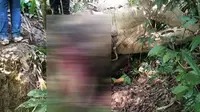 Mengetahui Pembunuh Gajah Bunta? Uang Rp 30 Juta Menanti Anda