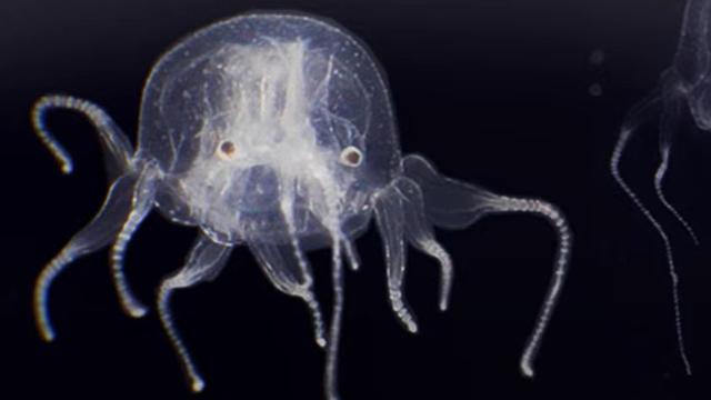 Temuan Ubur-ubur 24 Mata