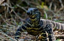 Jenis-jenis Reptil Ini Ternyata Banyak Peminatnya, Termasuk Biawak