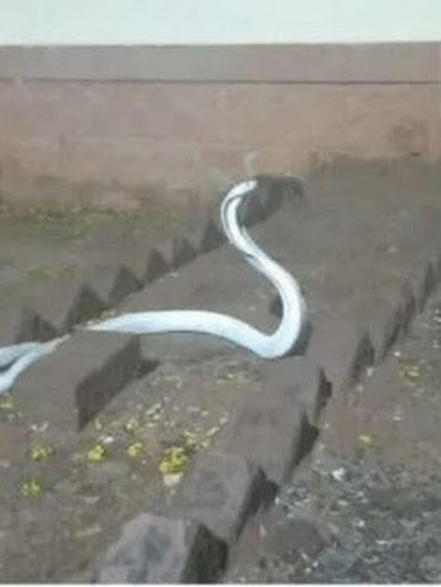 Viral Heboh Ular Kobra Albino Super Langka Masuk ke Dalam Rumah Warga