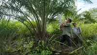 Ratusan Hektare Sawit Ilegal Menggerogoti Jantung Leuser