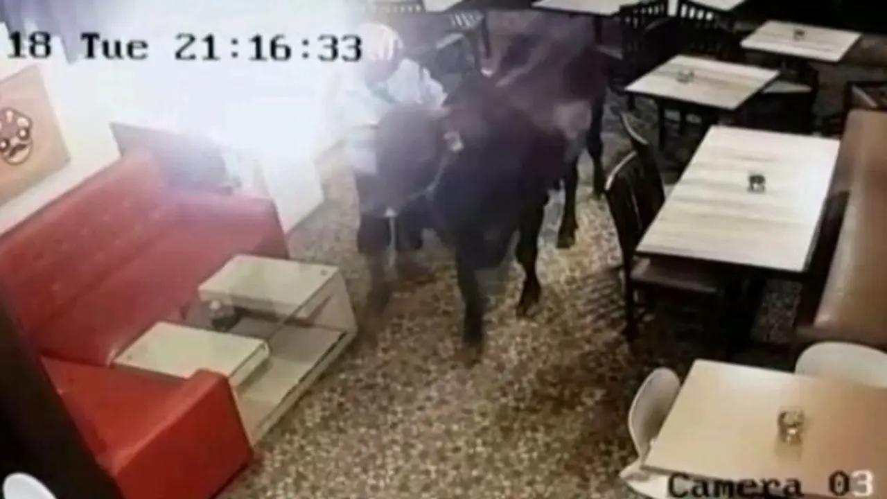 Bikin Heboh, Sapi Kurban Nyasar Masuk ke Kafe Sebelum Disembelih