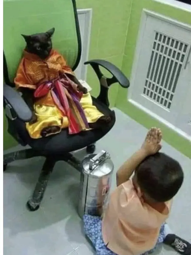 Kelakuan Orang Kelewat Sayang dengan Kucing Ini Bikin Geleng-Geleng